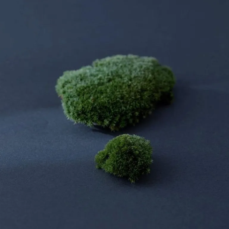 Iceland Moss Drop